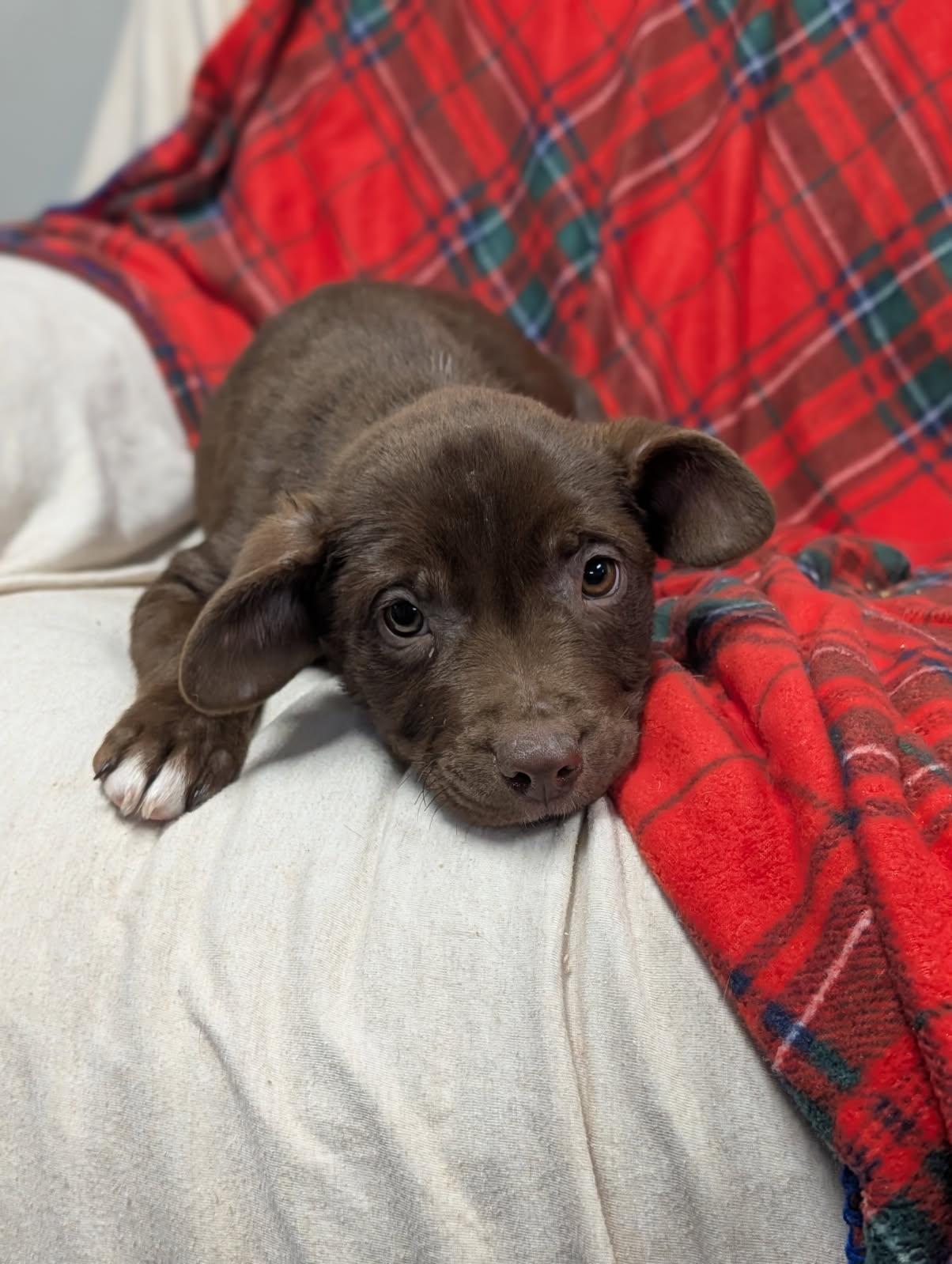 Enlarge Coco, a ADOPTABLE Chiweenie in Blytheville, AR image 1/2