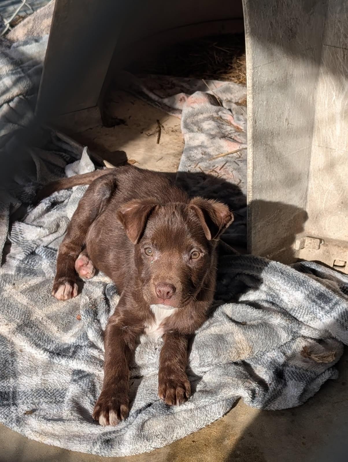 Enlarge Coco, a ADOPTABLE Chiweenie in Blytheville, AR image 2/2