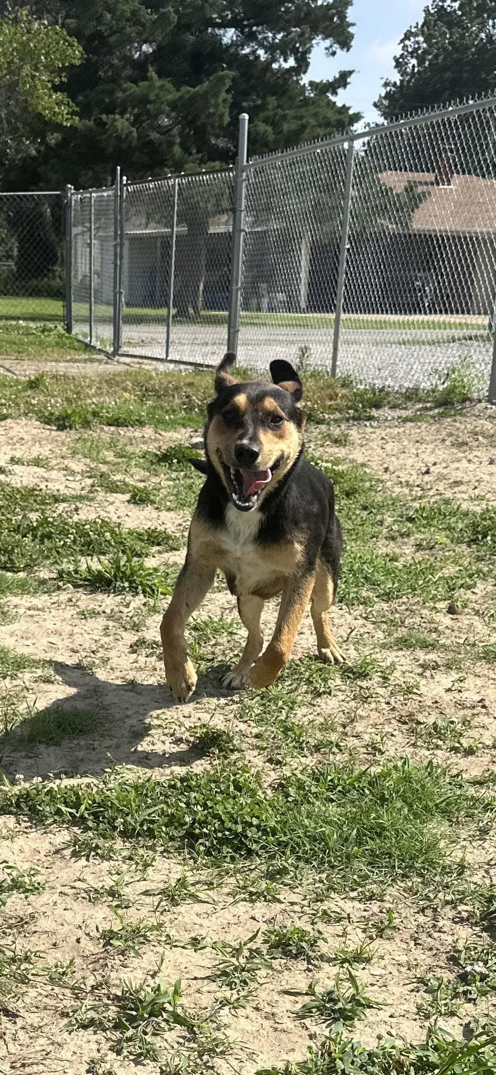 Scotch, Adoptable, Young Male Australian Shepherd & German Shepherd Dog.