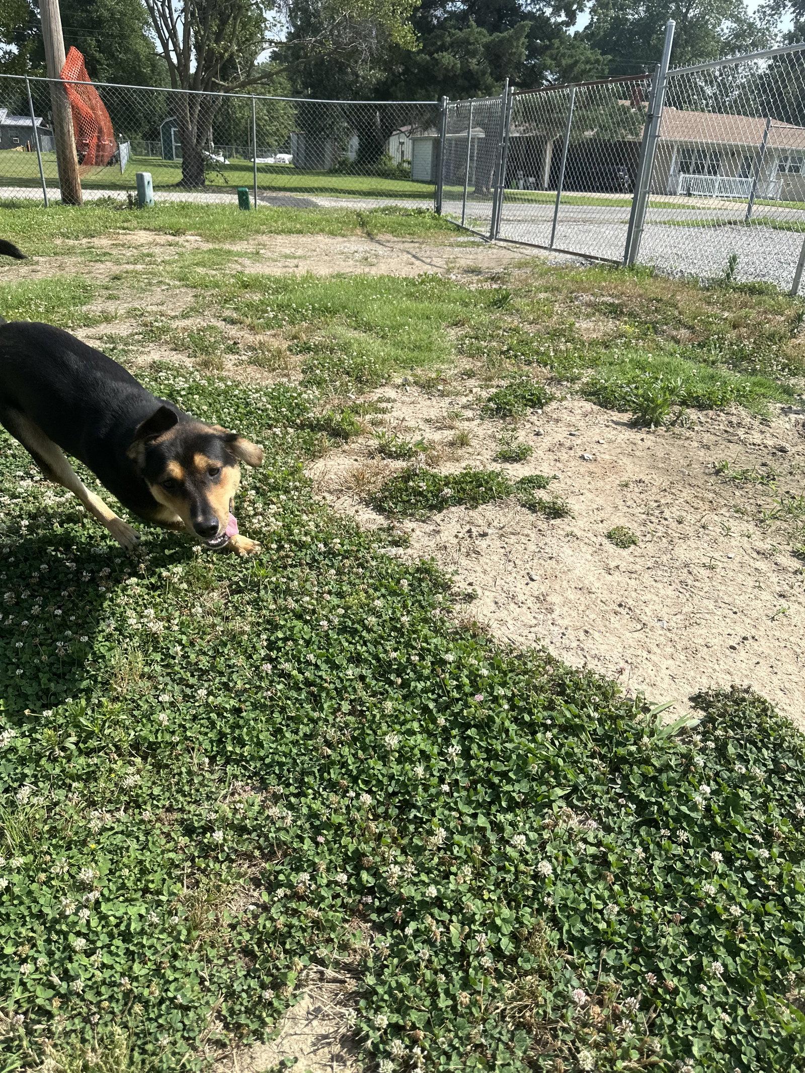 Enlarge Scotch, a Adoptable mixed breed in Corning, AR image 2/3
