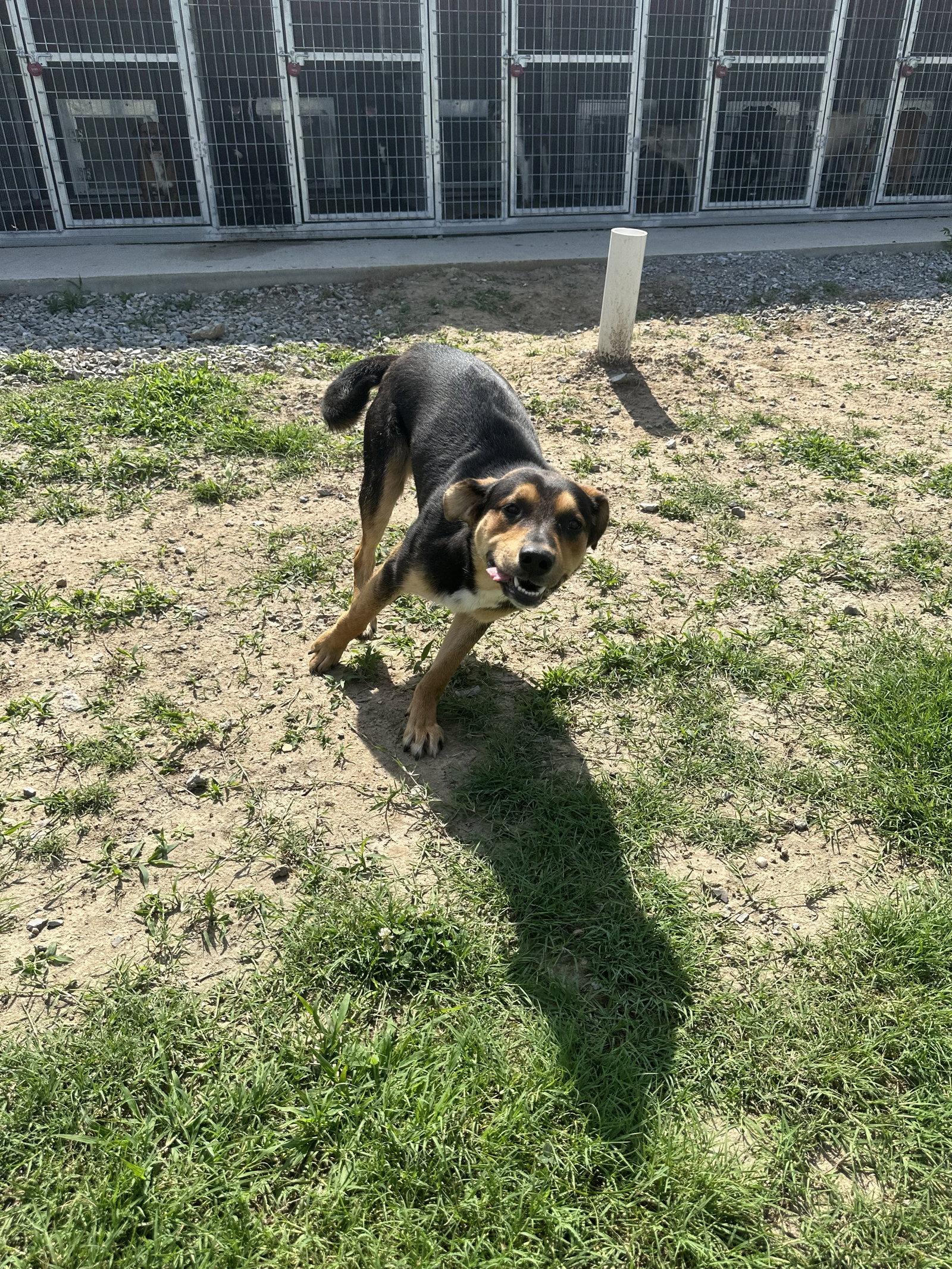 Enlarge Scotch, a Adoptable mixed breed in Corning, AR image 3/3
