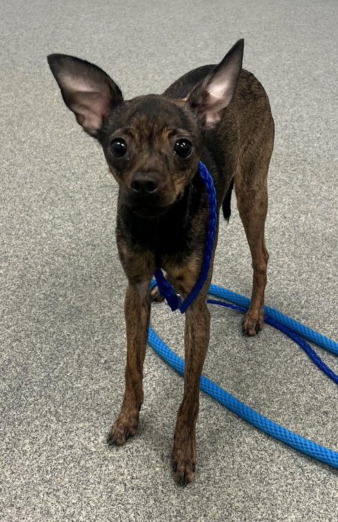Minnie, Adoptable, Adult Female Chihuahua.