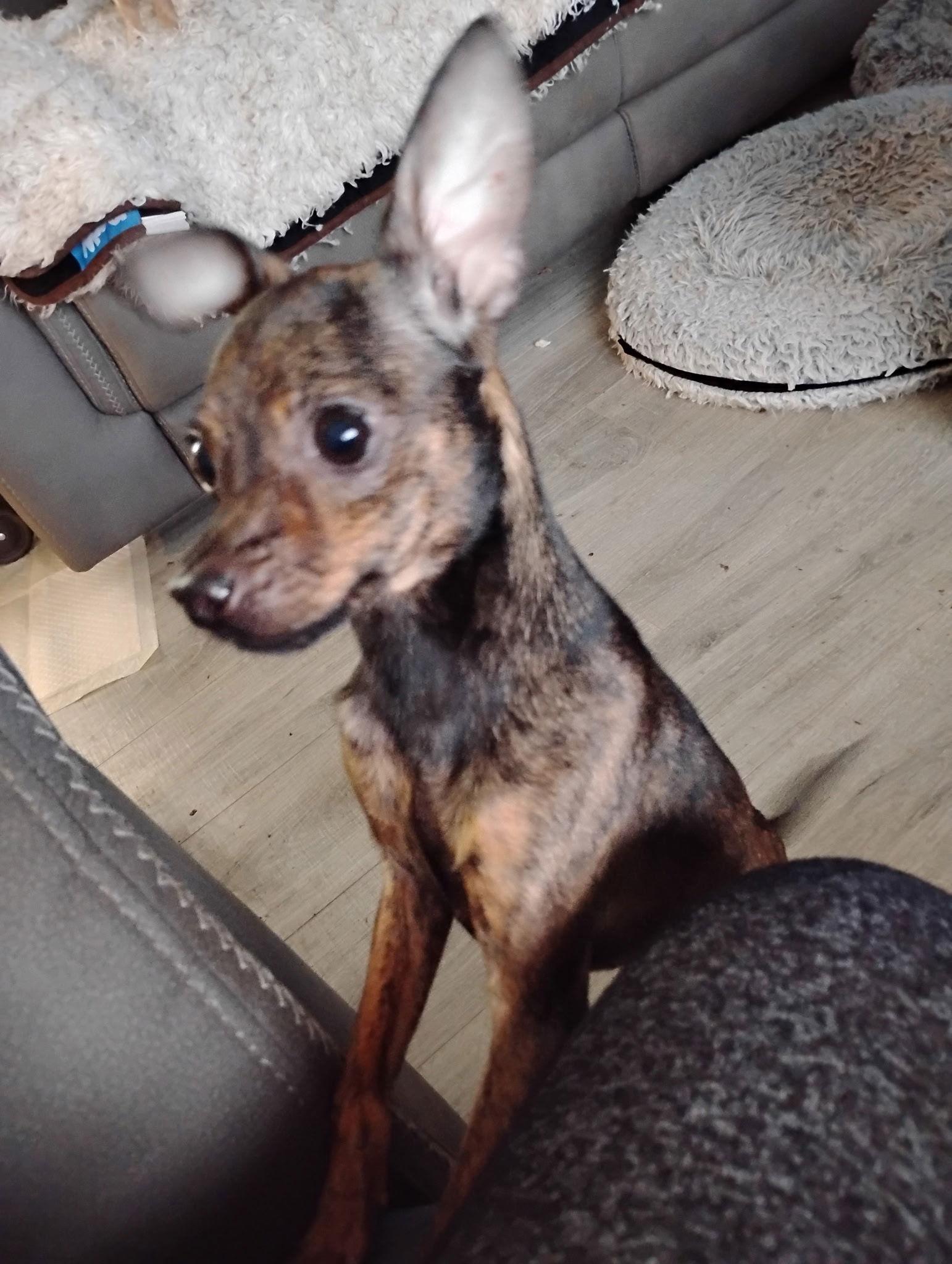 Minnie, a Adoptable Chihuahua in Topeka, KS image 2/2