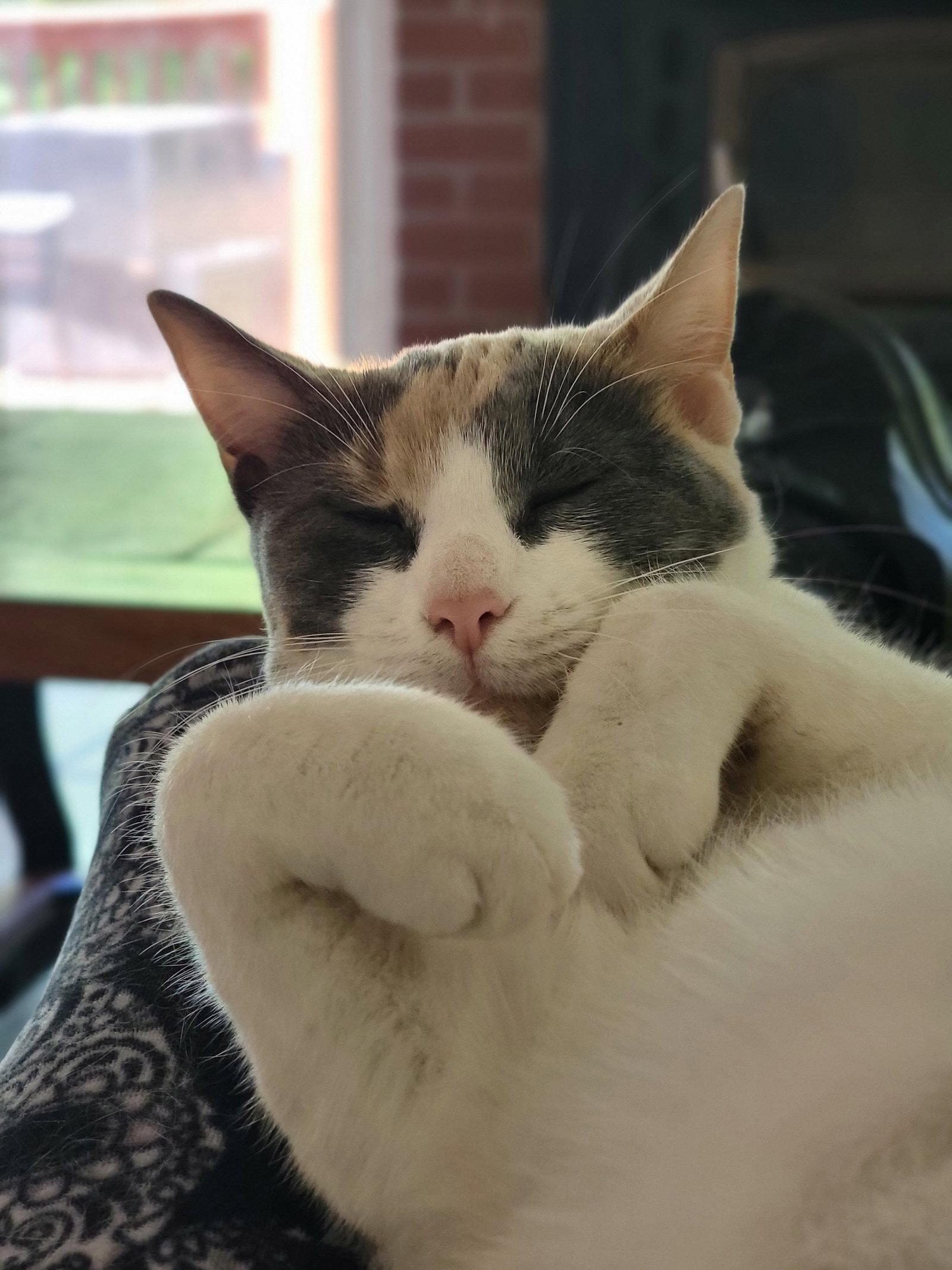 Penny, Adopted, Young Female Dilute Calico.