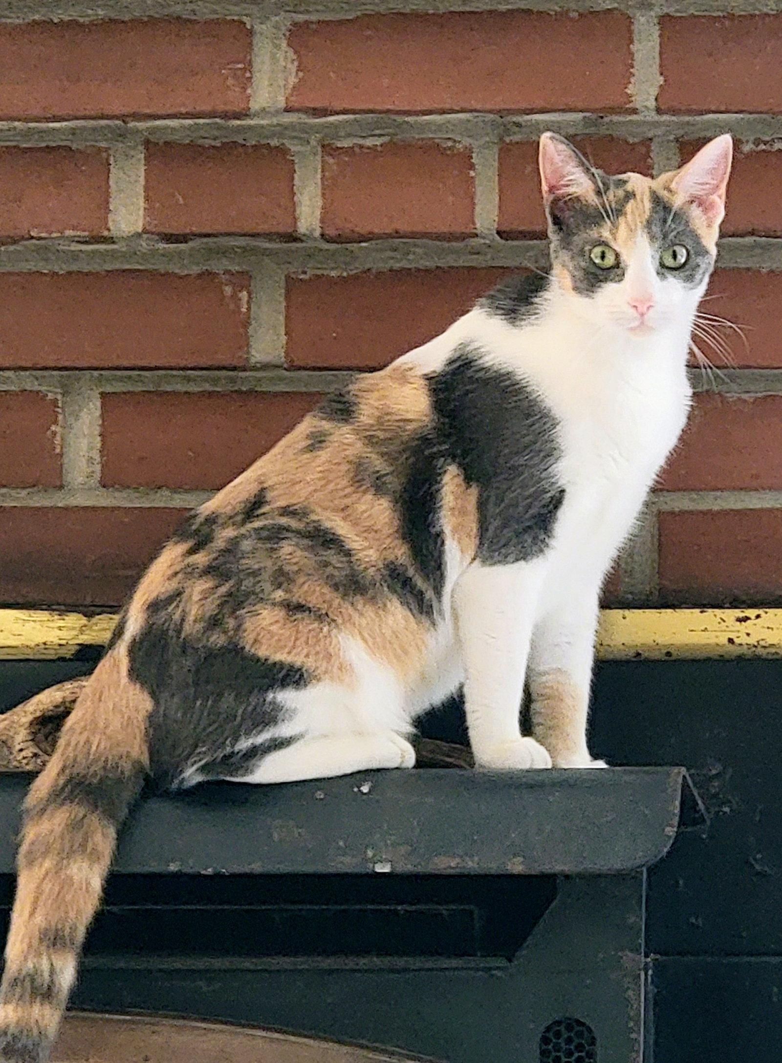 Penny, a Adopted Dilute Calico in Locust Grove, GA image 3/3