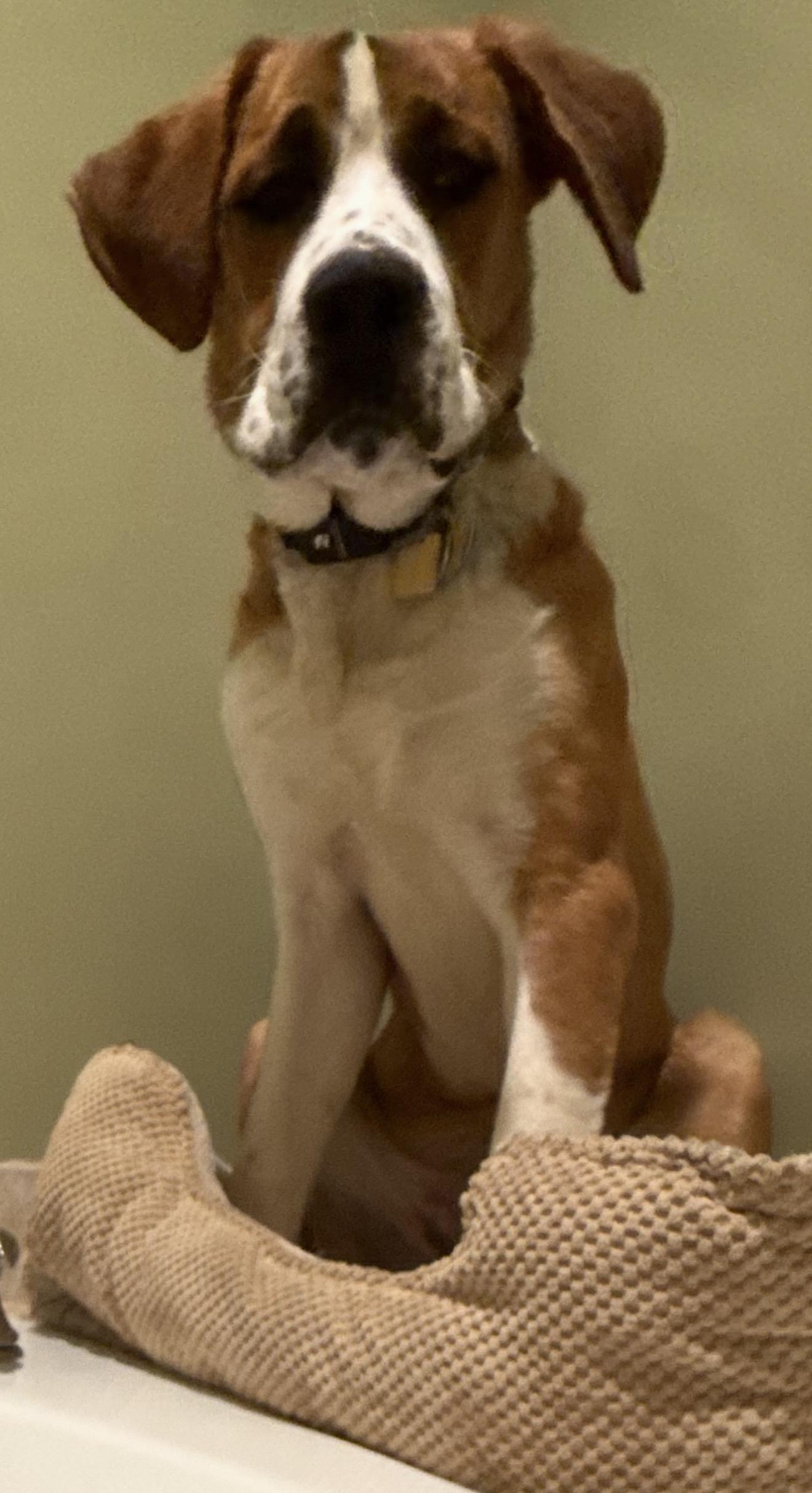 Enlarge Hopper, a ADOPTABLE Saint Bernard in Hindsboro, IL image 2/4