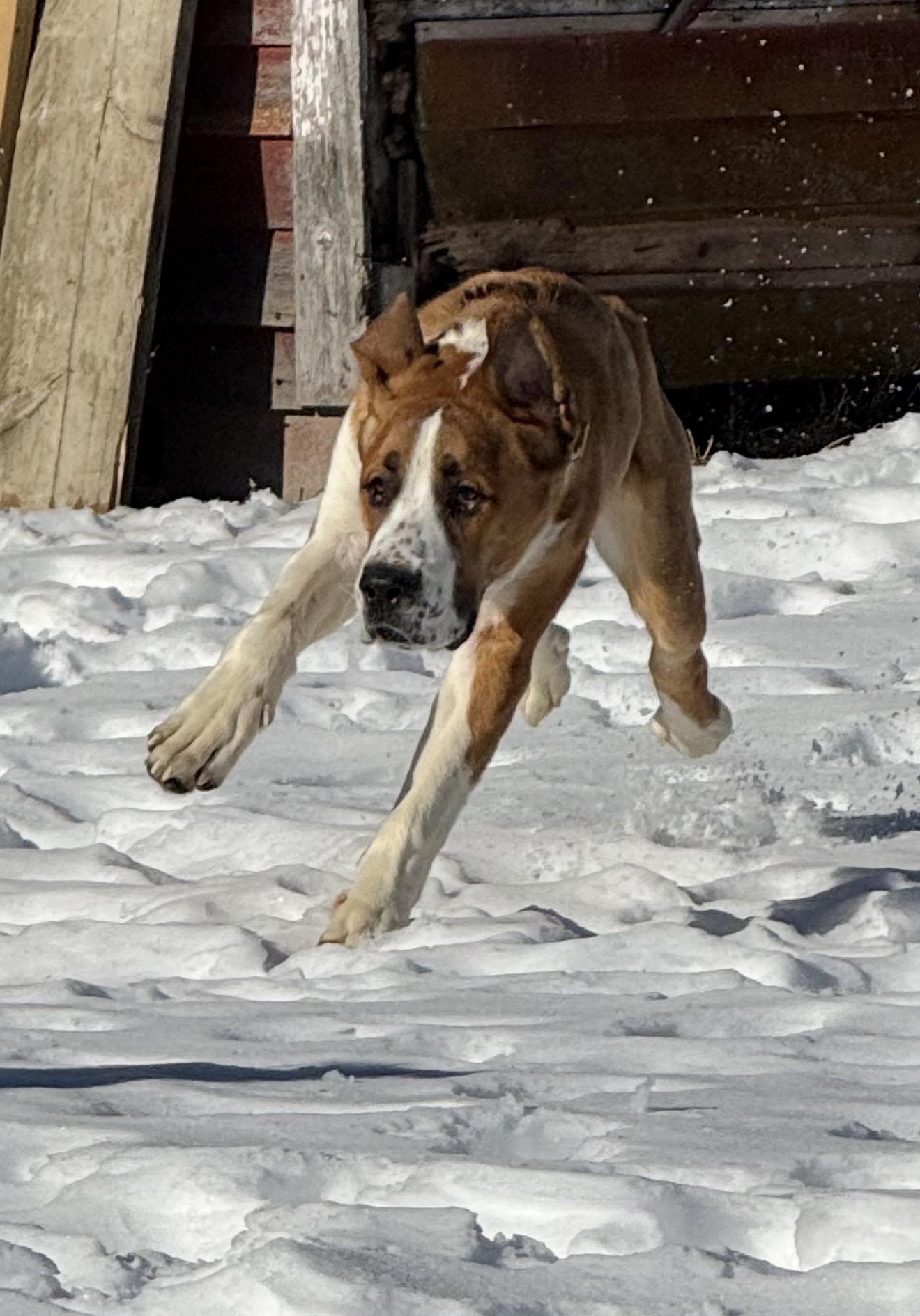 Enlarge Hopper, a ADOPTABLE Saint Bernard in Hindsboro, IL image 3/4