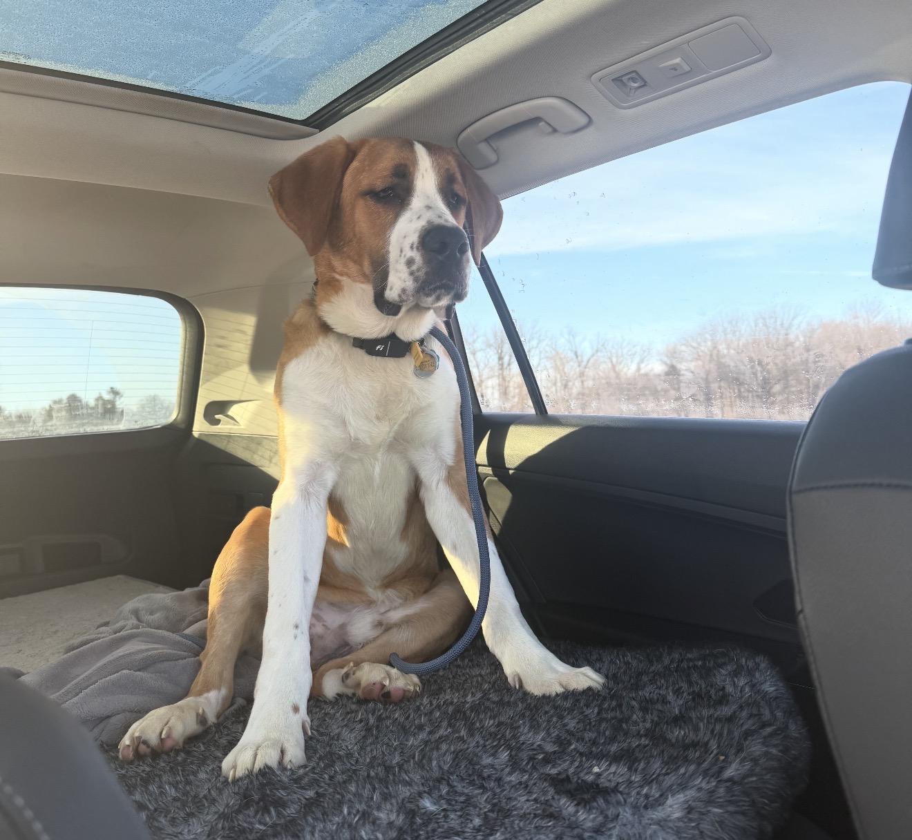 Hopper, ADOPTABLE, Young Male Saint Bernard.