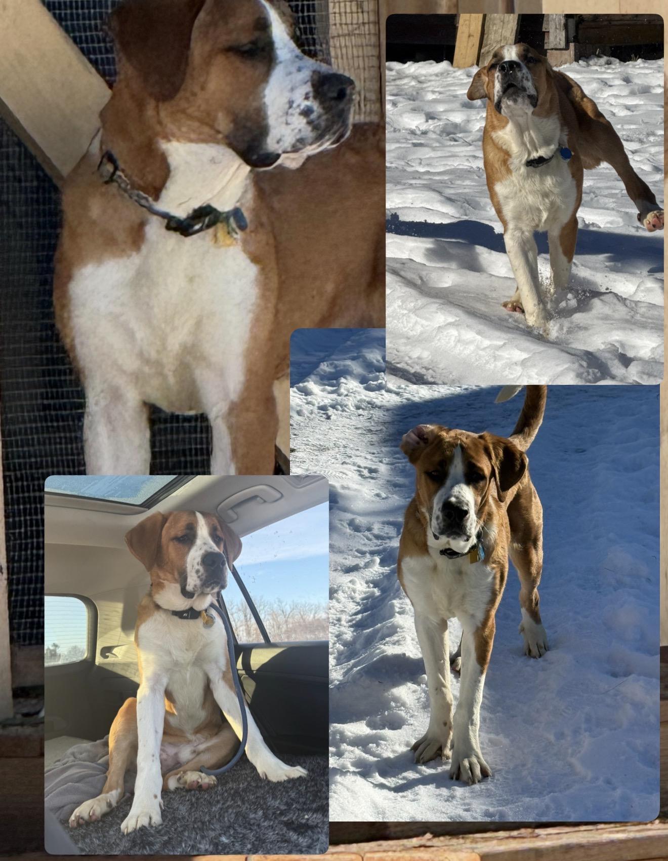 Enlarge Hopper, a ADOPTABLE Saint Bernard in Hindsboro, IL image 4/4