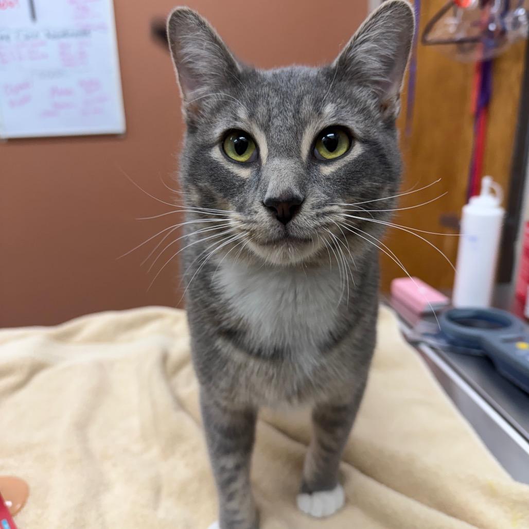Ohfer, a Adoptable Domestic Short Hair in Detroit Lakes, MN image 1/4