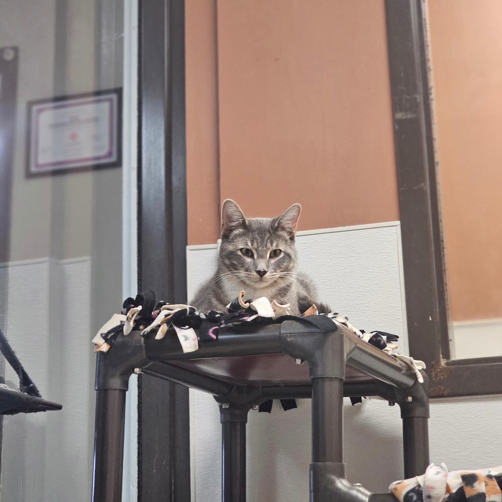 Ohfer, a Adoptable Domestic Short Hair in Detroit Lakes, MN image 2/4