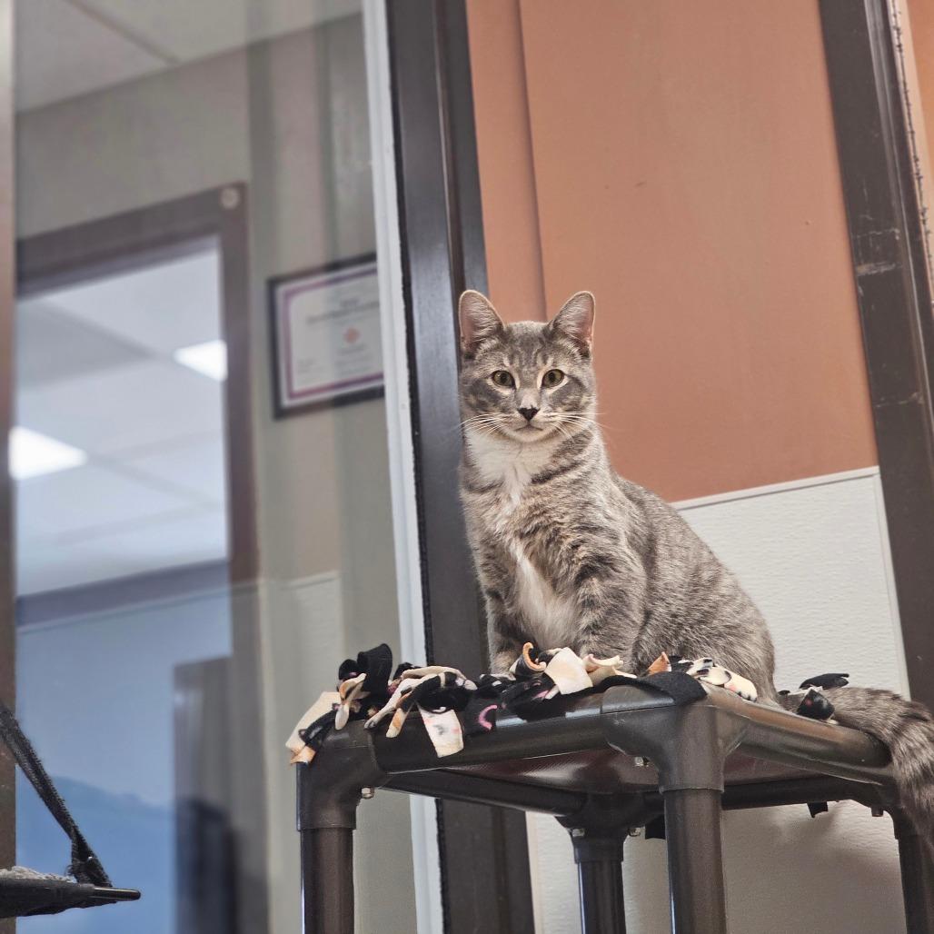 Ohfer, a Adoptable Domestic Short Hair in Detroit Lakes, MN image 3/4