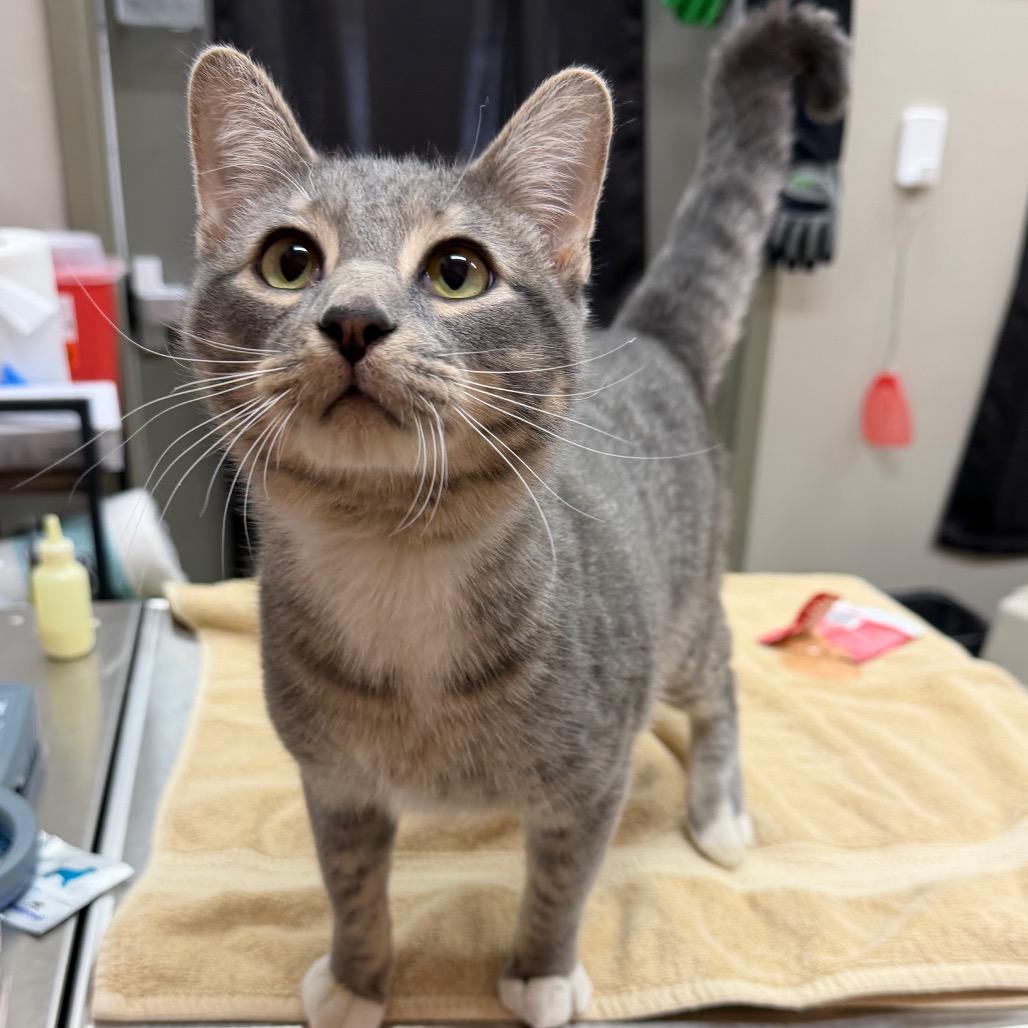 Ohfer, a Adoptable Domestic Short Hair in Detroit Lakes, MN image 4/4