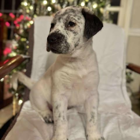 Banks, an adopted Mixed Breed in Wando, SC image 1/4