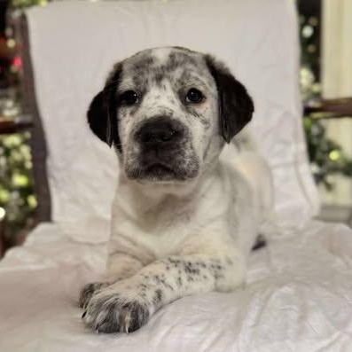 Banks, an adopted Mixed Breed in Wando, SC image 2/4