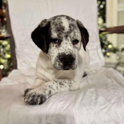 Banks, an adopted Mixed Breed in Wando, SC image 3/4