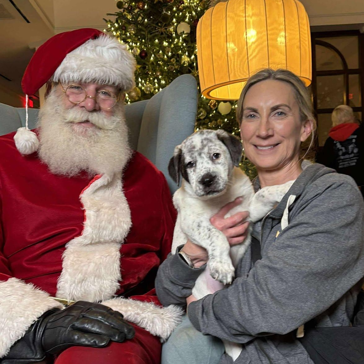 Banks, an adopted Mixed Breed in Wando, SC image 4/4