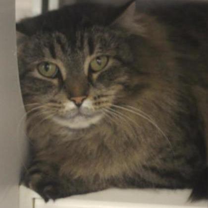 Biscuit, Adoptable, Adult Female Domestic Long Hair & Mixed Breed.