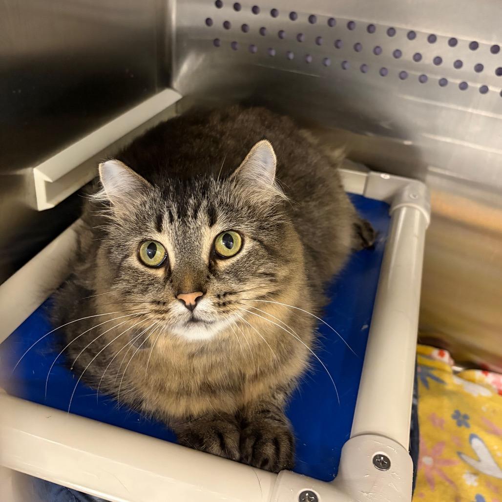 Enlarge Biscuit, a Adoptable mixed breed in Ashtabula, OH image 2/2