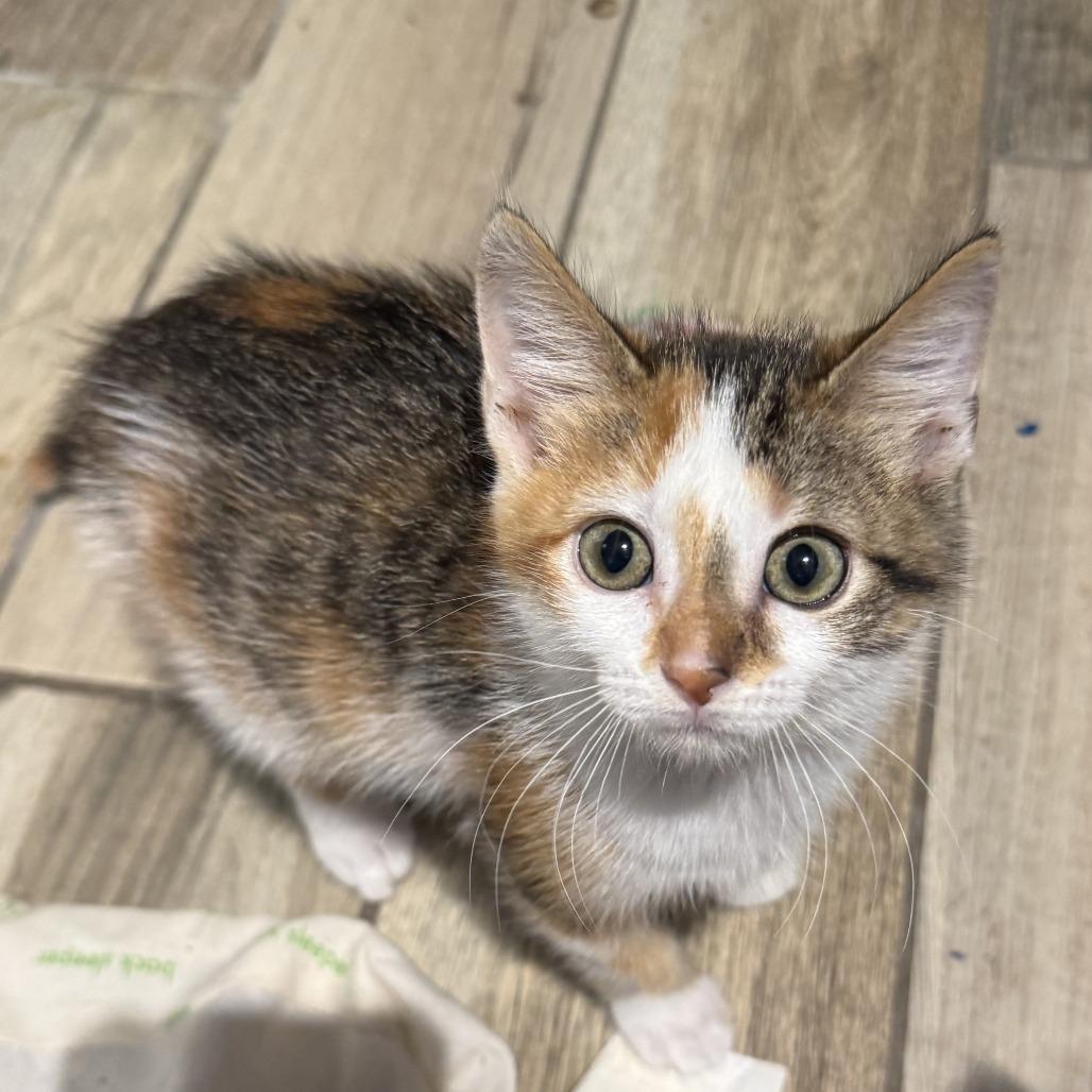 Enlarge Tweet 22767 Vacation Foster Needed Oct 1-5, a Adoptable Domestic Short Hair in Minneapolis, MN image 2/2
