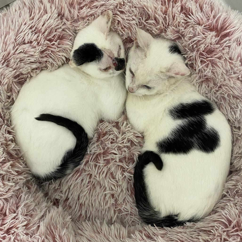 Enlarge Halo, a Adoptable Domestic Short Hair in Brooklyn, NY image 1/4