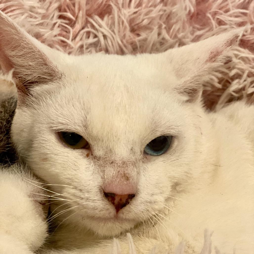 Enlarge Halo, a Adoptable Domestic Short Hair in Brooklyn, NY image 2/4