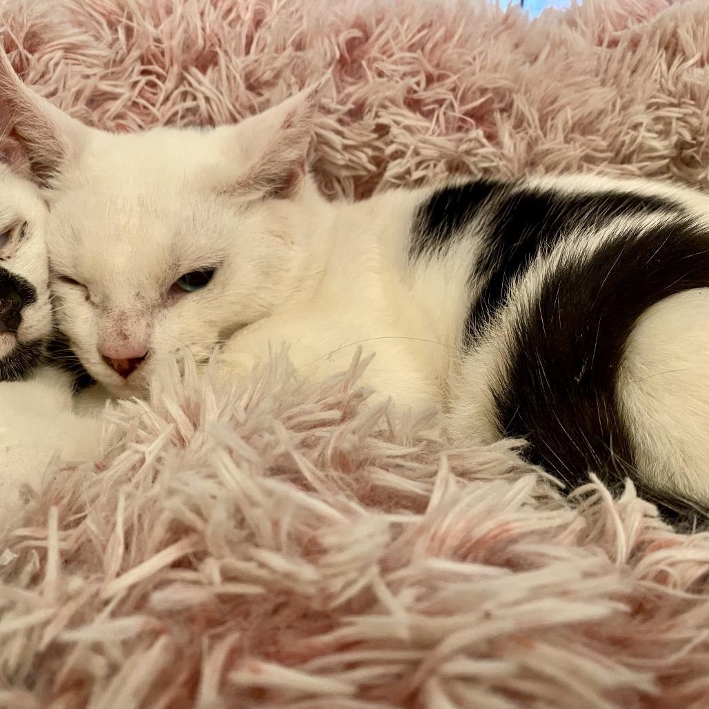 Enlarge Halo, a Adoptable Domestic Short Hair in Brooklyn, NY image 3/4