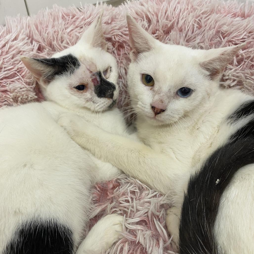 Enlarge Halo, a Adoptable Domestic Short Hair in Brooklyn, NY image 4/4