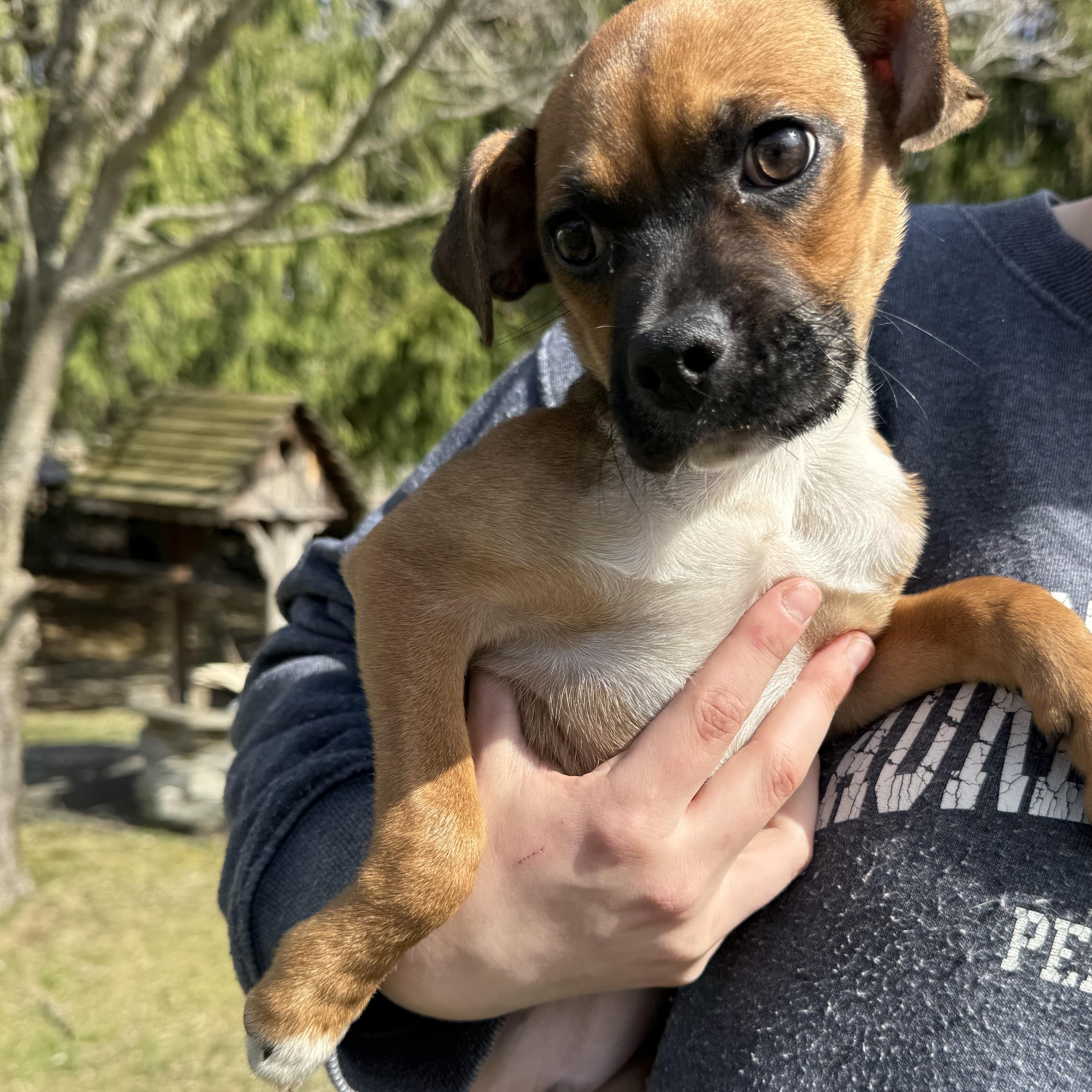 Enlarge Madden, an adopted mixed breed in Latrobe, PA image 4/4