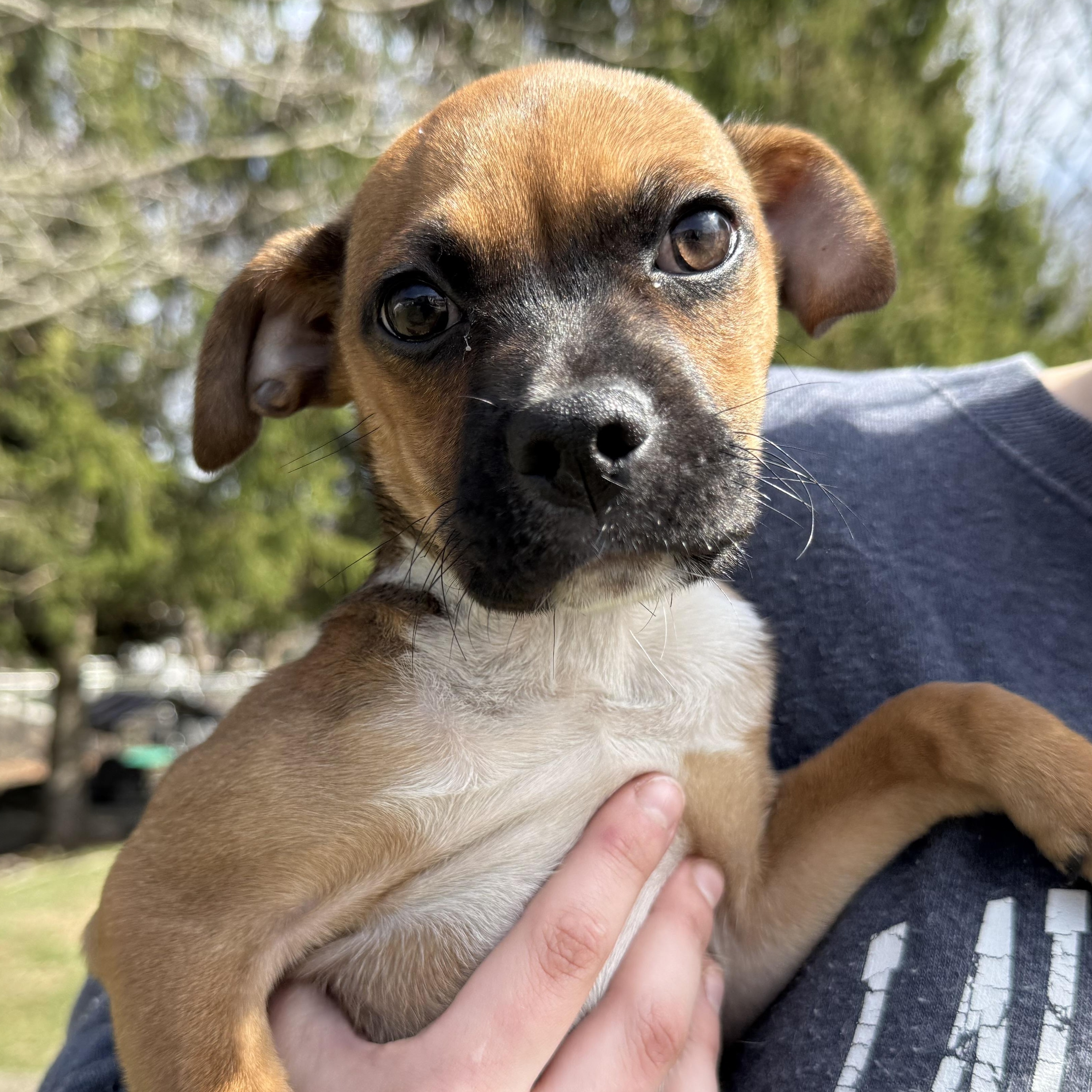 Enlarge Madden, an adopted mixed breed in Latrobe, PA image 1/4