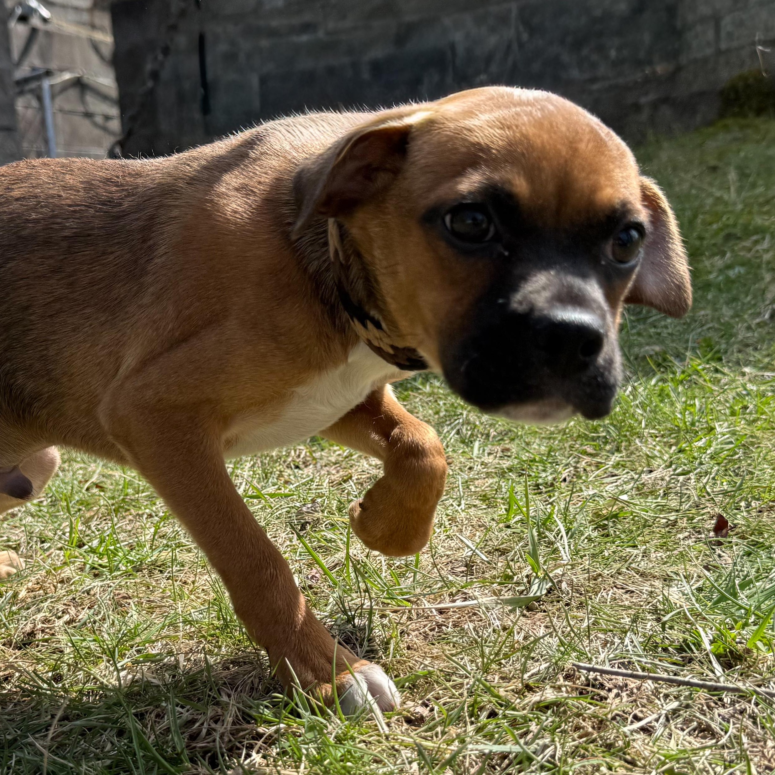 Enlarge Madden, an adopted mixed breed in Latrobe, PA image 2/4