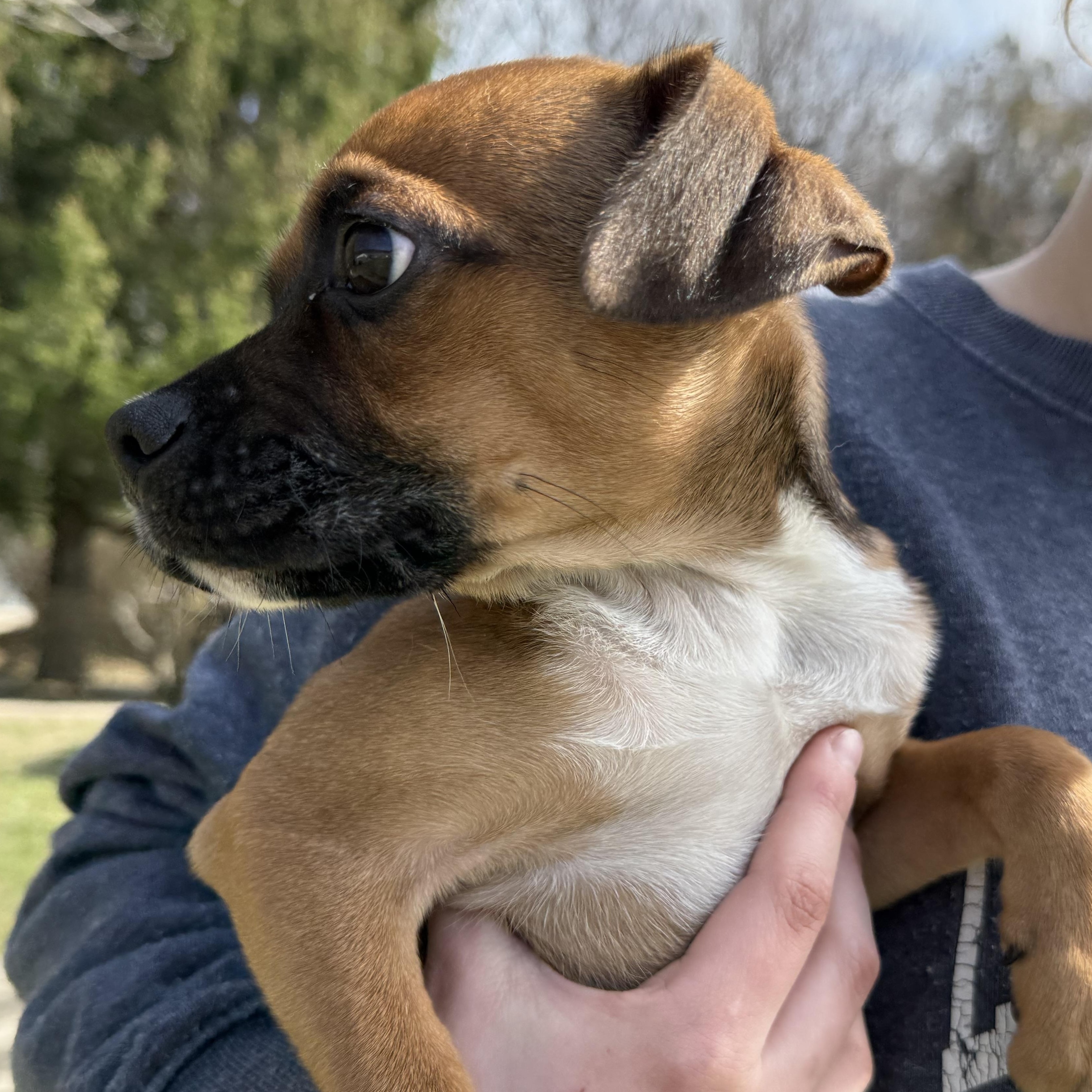Enlarge Madden, an adopted mixed breed in Latrobe, PA image 3/4
