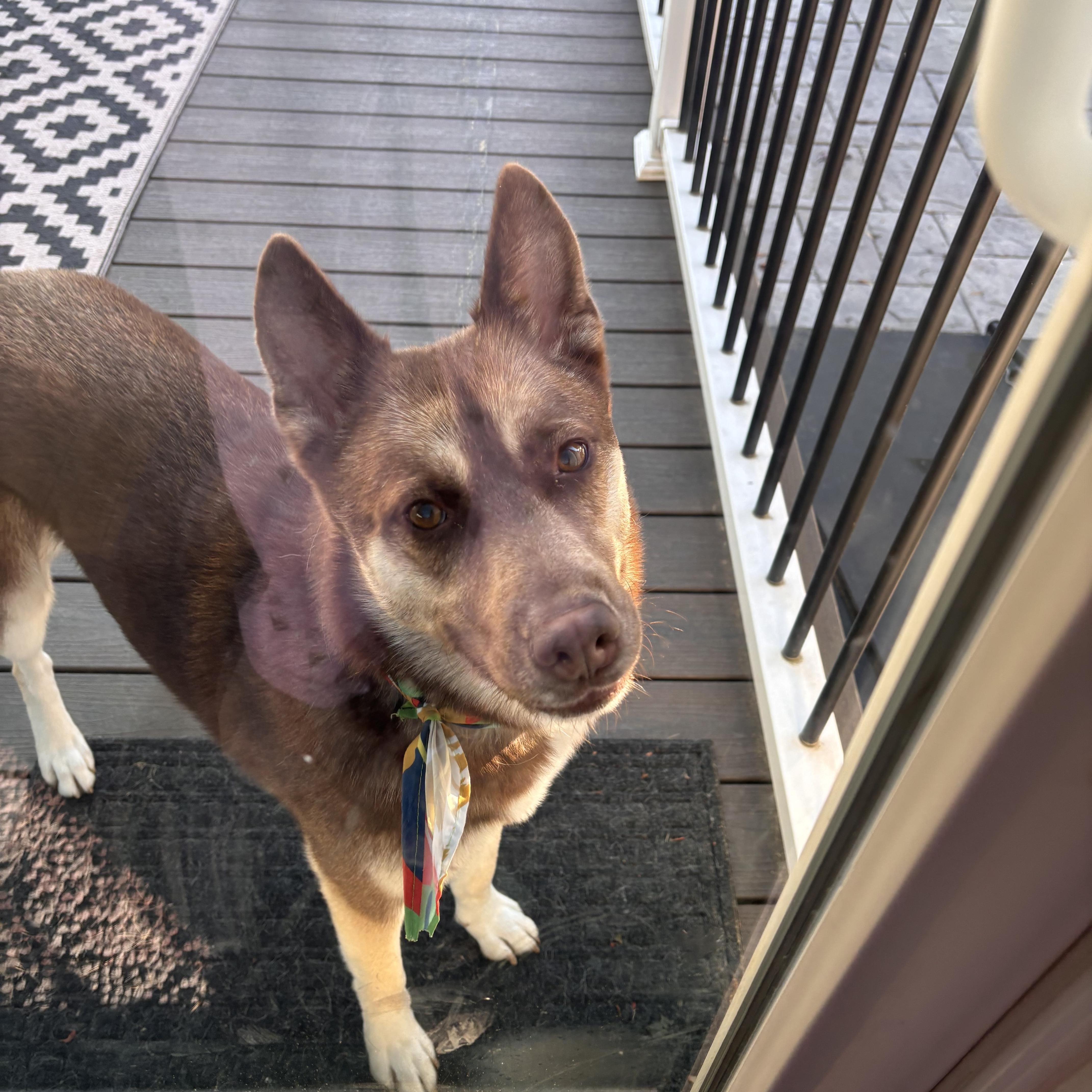 Benji, a Adoptable mixed breed in Putnam, CT image 1/5
