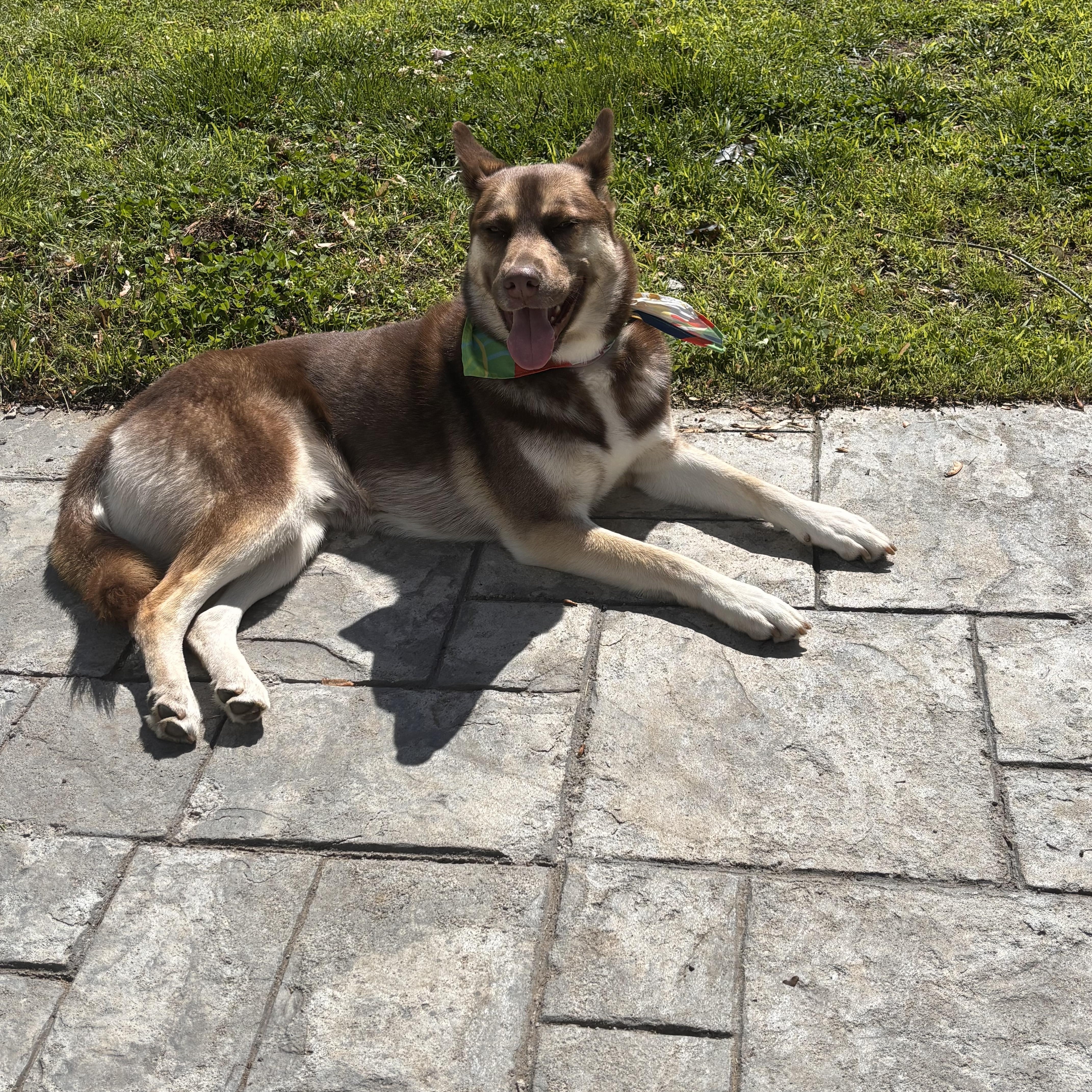 Benji, a Adoptable mixed breed in Putnam, CT image 3/5
