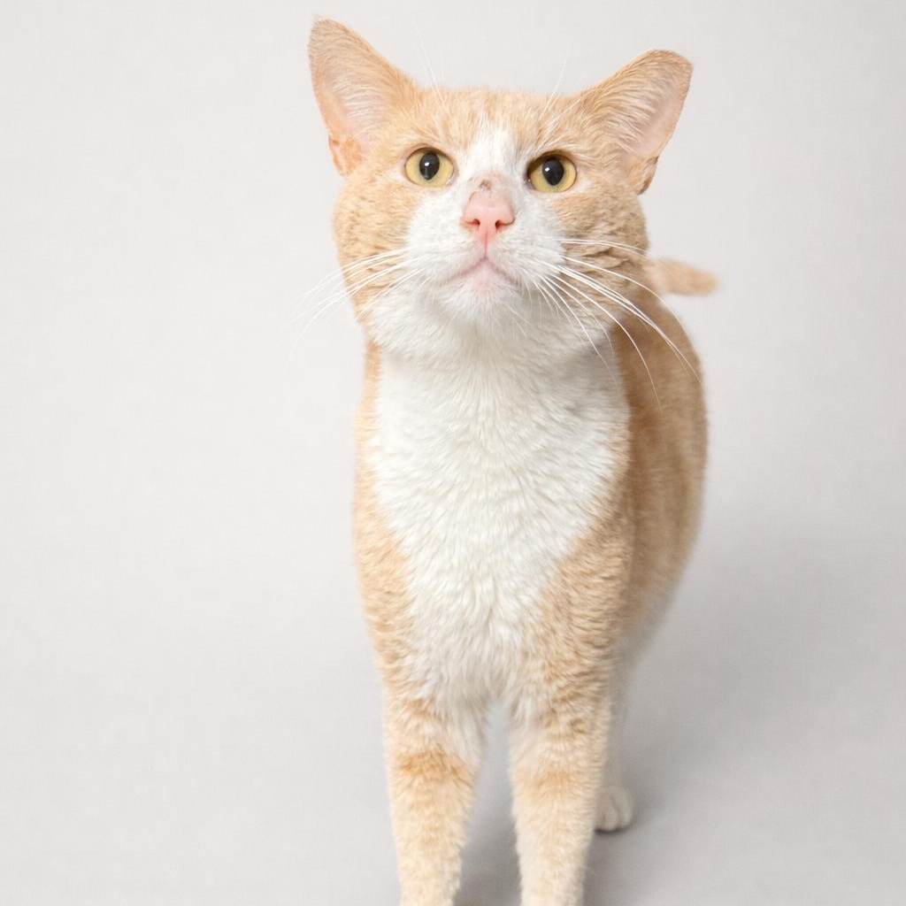 Enlarge Buzz, a Adoptable American Shorthair in Jersey City, NJ image 2/5