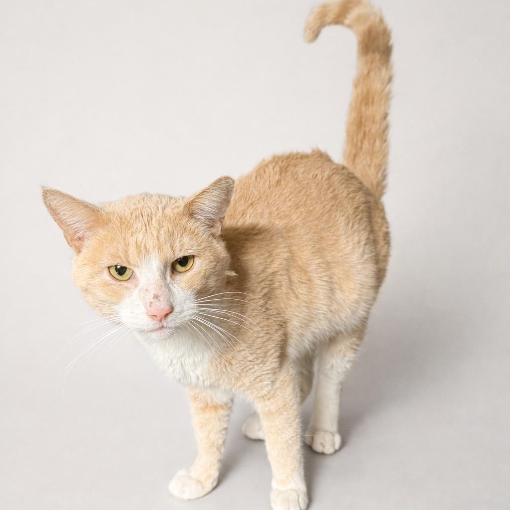 Enlarge Buzz, a Adoptable American Shorthair in Jersey City, NJ image 3/5