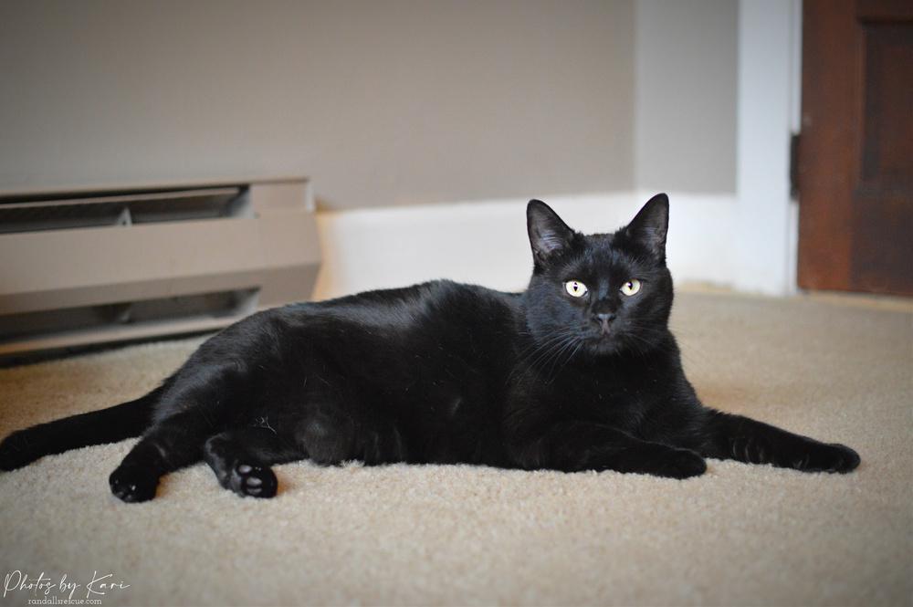 Pazazz Orchard, Adoptable, Young Female Domestic Short Hair.