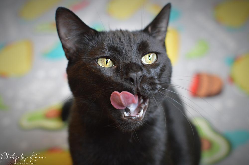 Enlarge Pazazz Orchard, a Adoptable Domestic Short Hair in Mount Laurel, NJ image 2/6