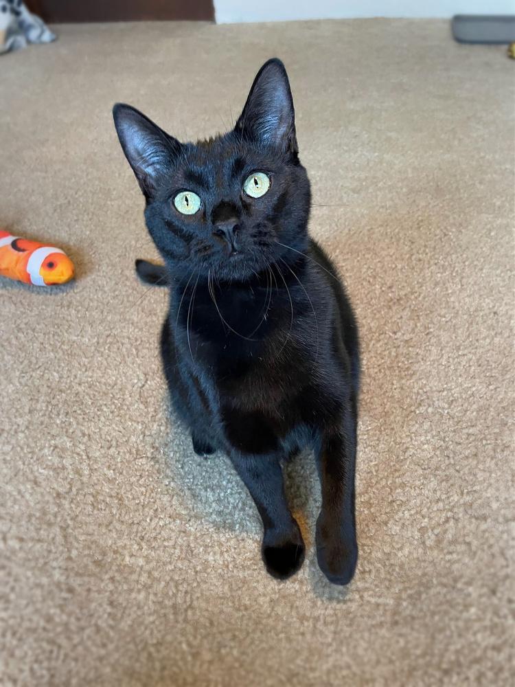 Enlarge Pazazz Orchard, a Adoptable Domestic Short Hair in Mount Laurel, NJ image 3/6