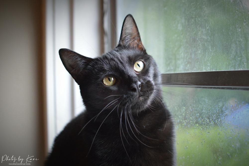 Enlarge Pazazz Orchard, a Adoptable Domestic Short Hair in Mount Laurel, NJ image 4/6