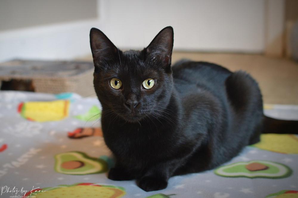 Enlarge Pazazz Orchard, a Adoptable Domestic Short Hair in Mount Laurel, NJ image 5/6