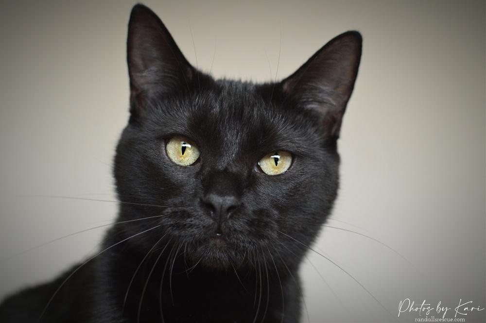 Enlarge Pazazz Orchard, a Adoptable Domestic Short Hair in Mount Laurel, NJ image 6/6