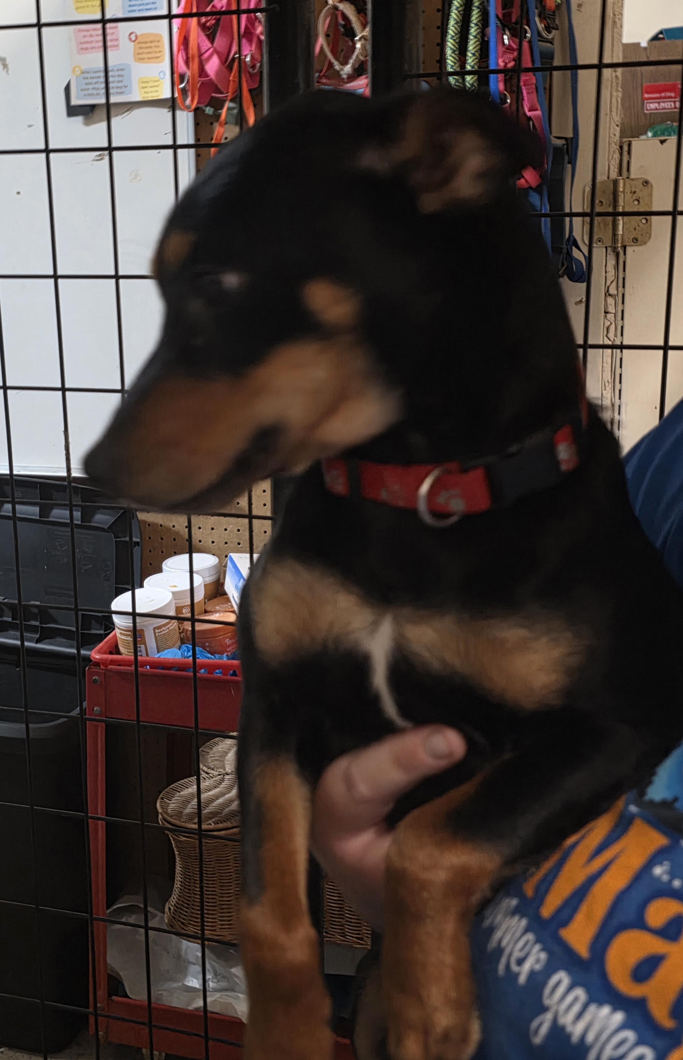 Romeo, an adoptable Miniature Pinscher in Billings, MT, 59101 | Photo Image 1