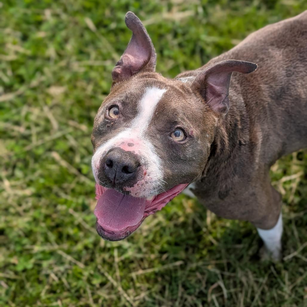 Zuna, a Adoptable mixed breed in Jeffersonville, IN image 1/3