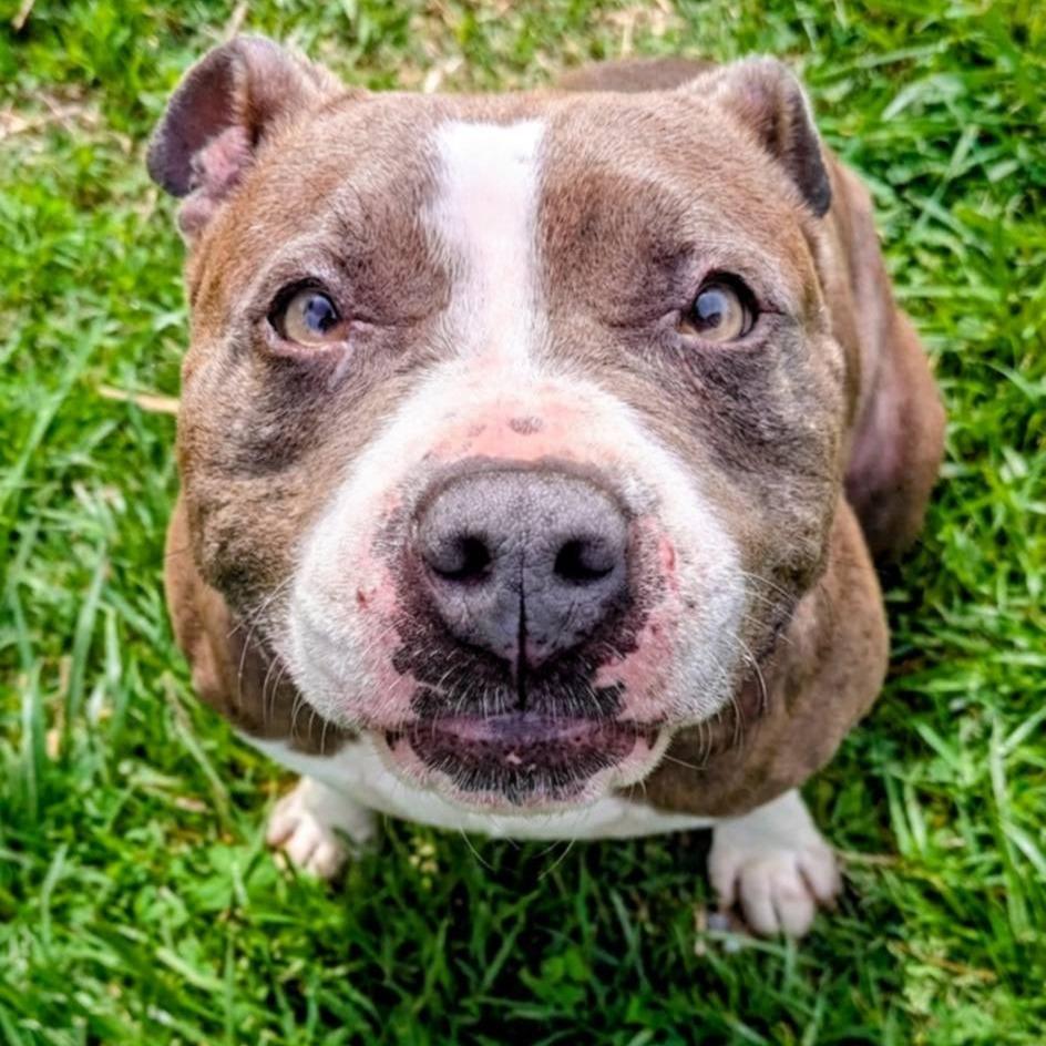 Zuna, Adoptable, Adult Female Mixed Breed.