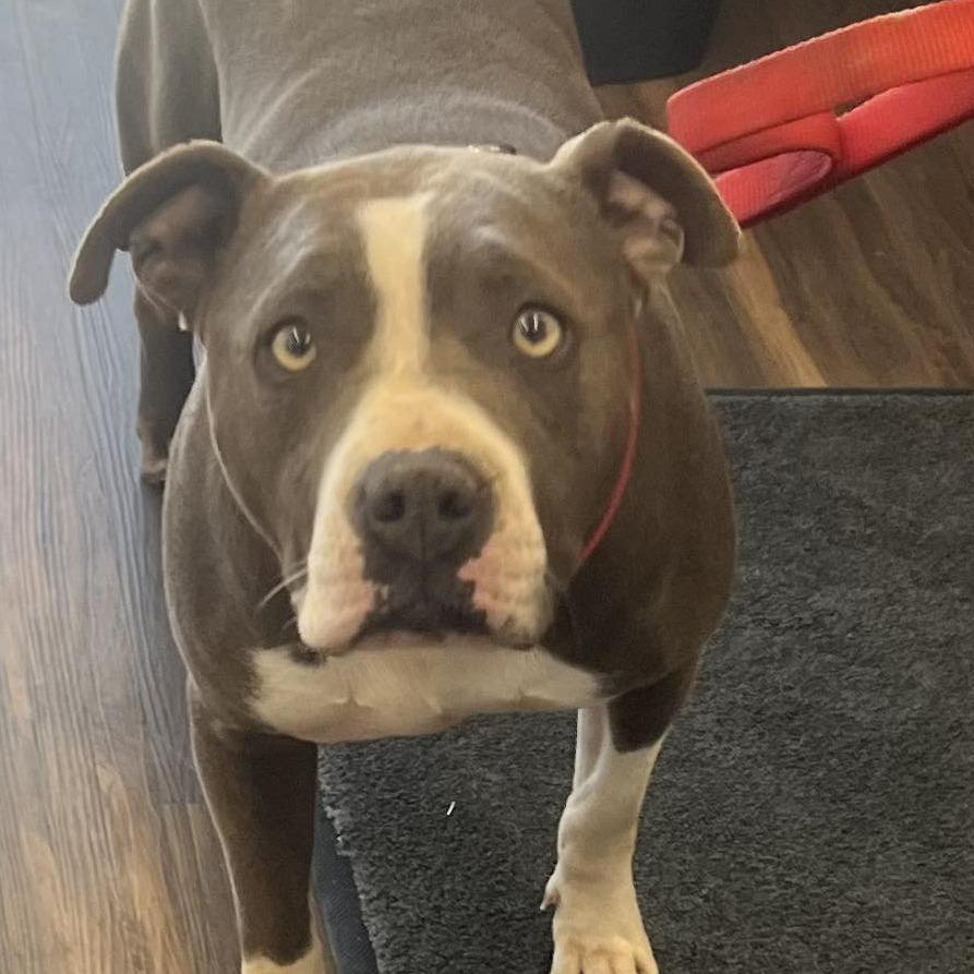 Zuna, Adoptable, Adult Female Mixed Breed.