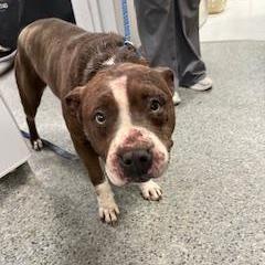 Enlarge Zuna, a Adoptable mixed breed in Jeffersonville, IN image 2/2