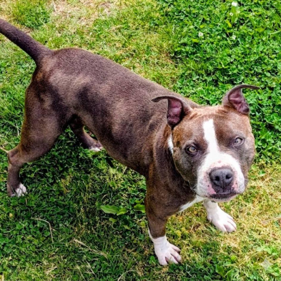 Enlarge Zuna, a Adoptable mixed breed in Jeffersonville, IN image 2/2