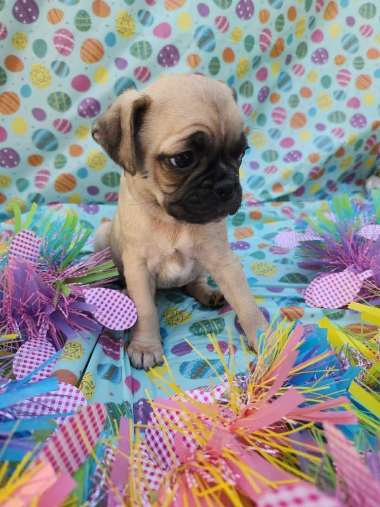 Fuji, Adoptable, Puppy Female Pug & French Bulldog.