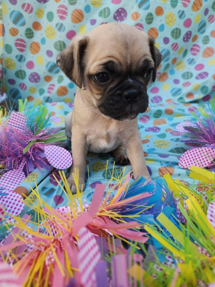 Enlarge Fuji, a Adoptable mixed breed in Mission Viejo, CA image 2/3